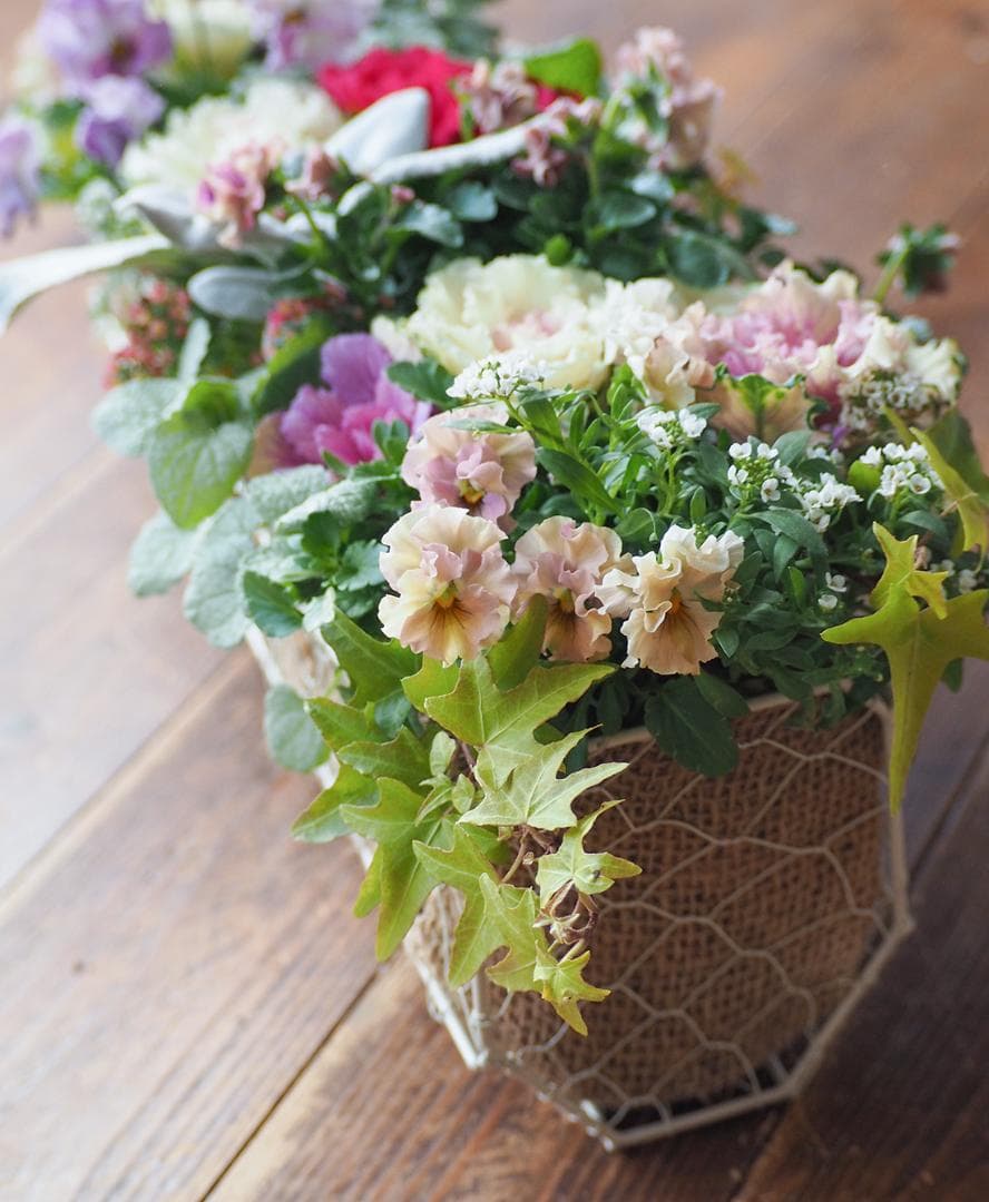 【お値引品】ビオラとジュリアンのマルチな寄せ植え