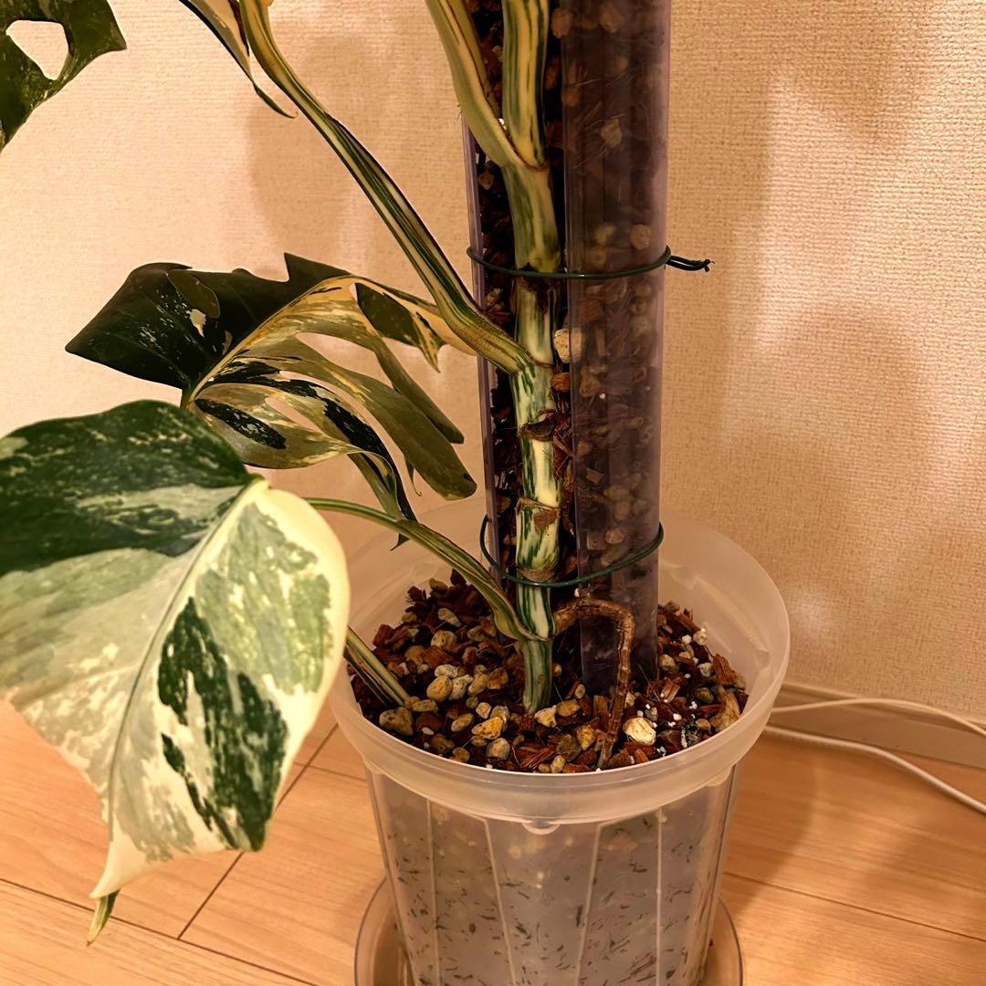 引き取り限定！モンステラ　ボルシギアナ　ホワイトタイガー　極上斑入り フルムーン