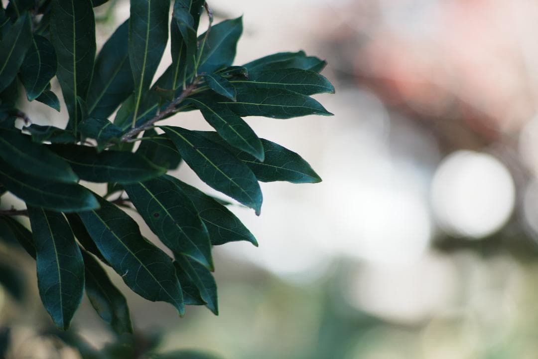 【整備テスト】オリンパス Zuiko Auto-T 135mm F2.8 435