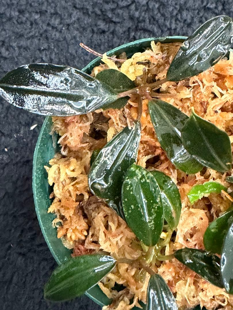 k*n様 ⭐︎Bucephalandra motleyana 根伏せ苗 3株 /