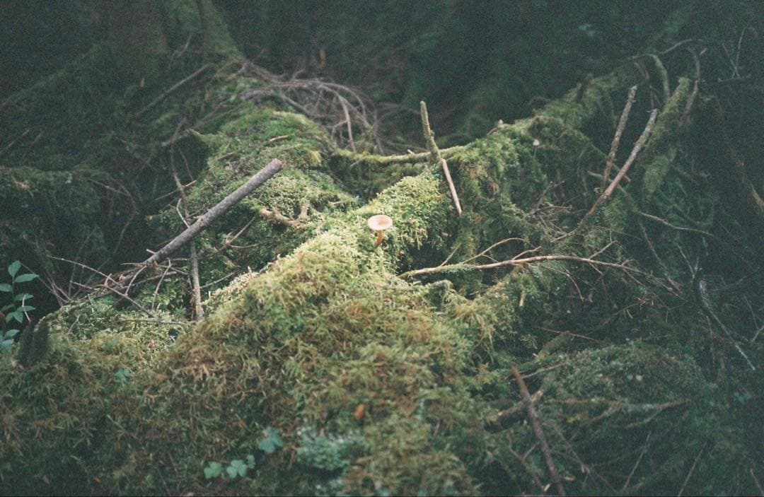 OLYMPUS XA マニュアルフォーカス　作例付き