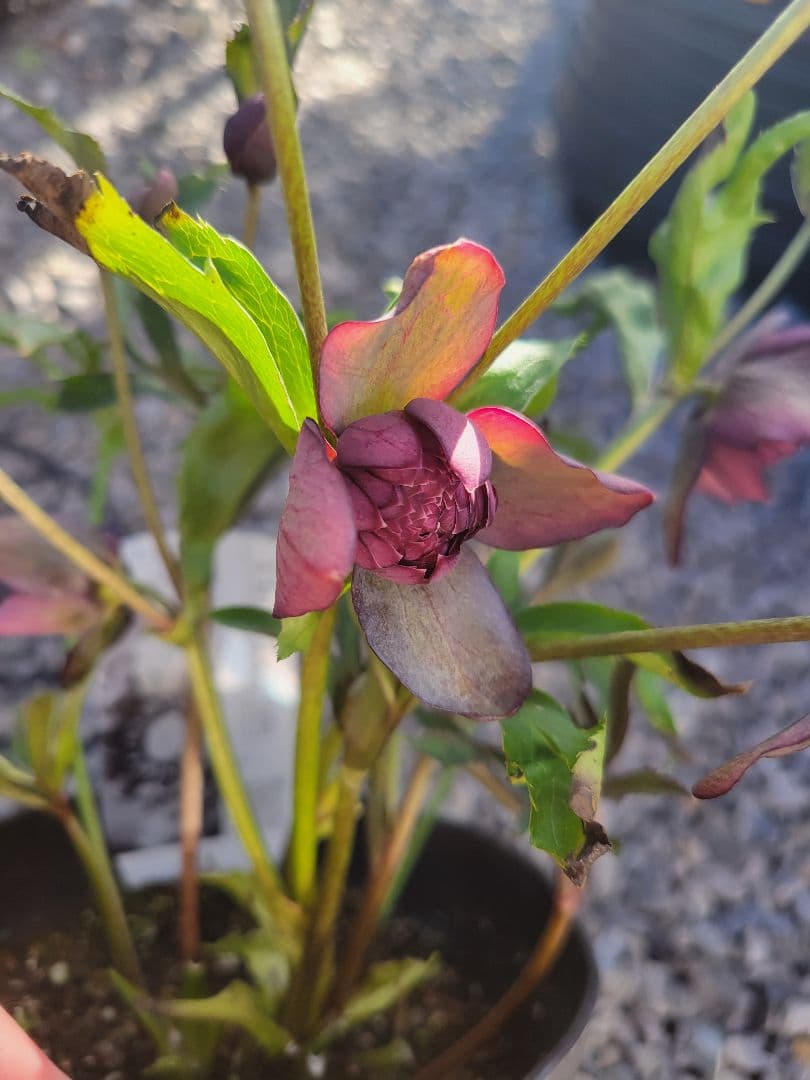 広瀬園芸　クリスマスローズ　多弁