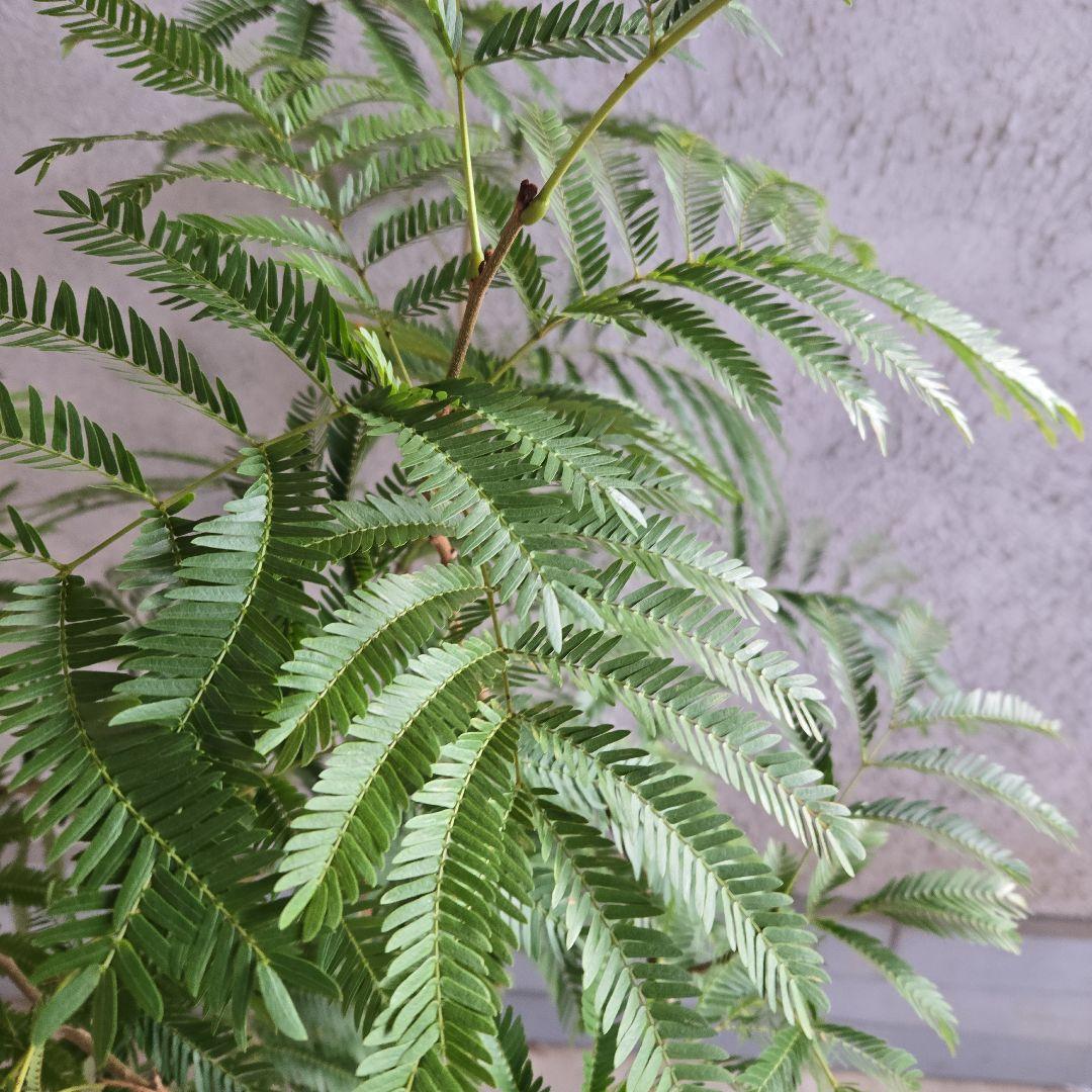 ⑦　エバーフレッシュ　8号　特大苗木最高等級　極太