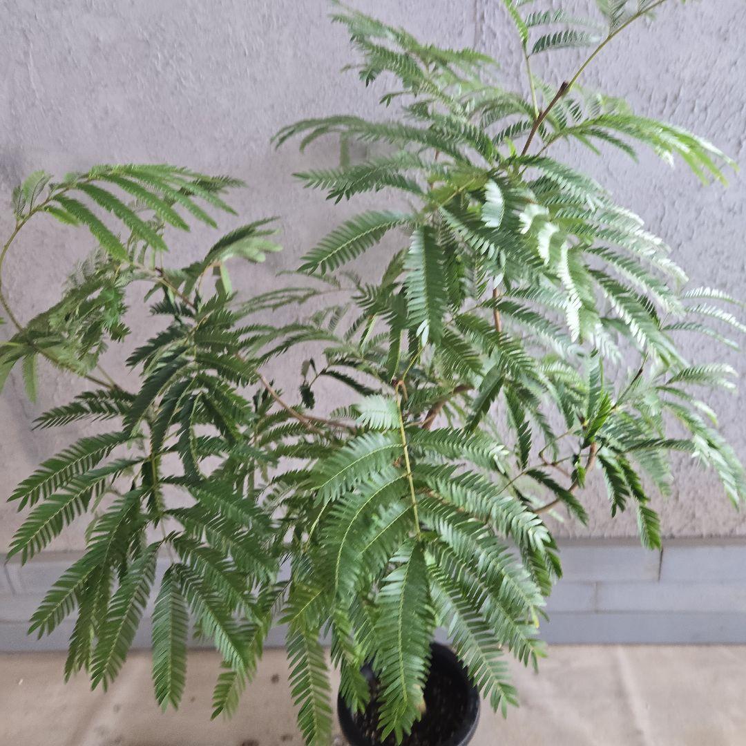 ⑦　エバーフレッシュ　8号　特大苗木最高等級　極太