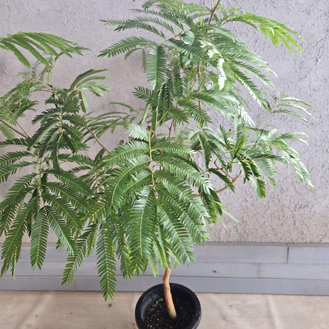 ⑦　エバーフレッシュ　8号　特大苗木最高等級　極太