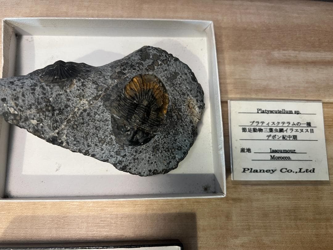 古*代様 化石 4点/ 三葉虫 デボン紀中期 / 産地 モロッコ Issoumo