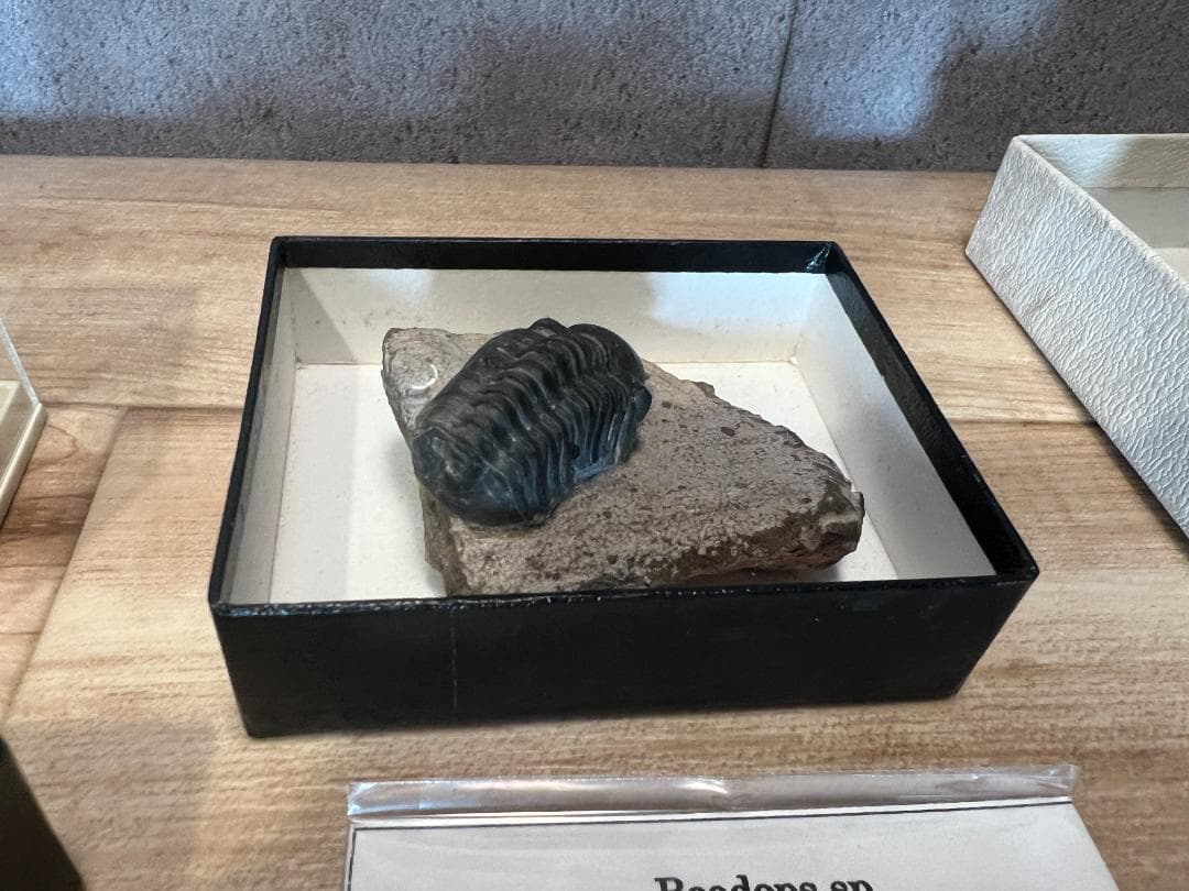 古*代様 化石 4点/ 三葉虫 デボン紀中期 / 産地 モロッコ Issoumo