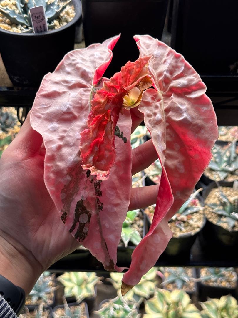 M*フ様 ベゴニア マクラータ 斑入り　発根管理