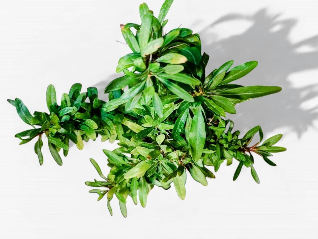 大株【国内実生株】フォークイエリア・プルプシー ytyf 鉢