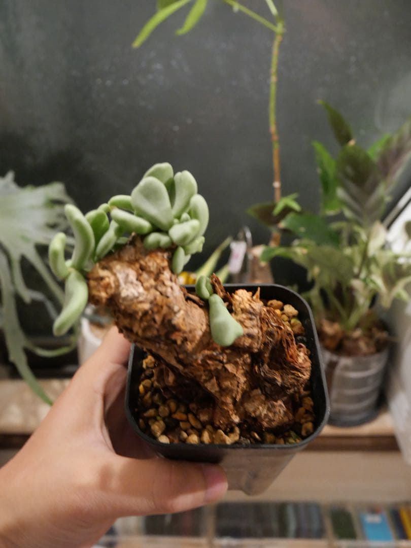 ケラリア　ピグマエア　現地株　発根済み