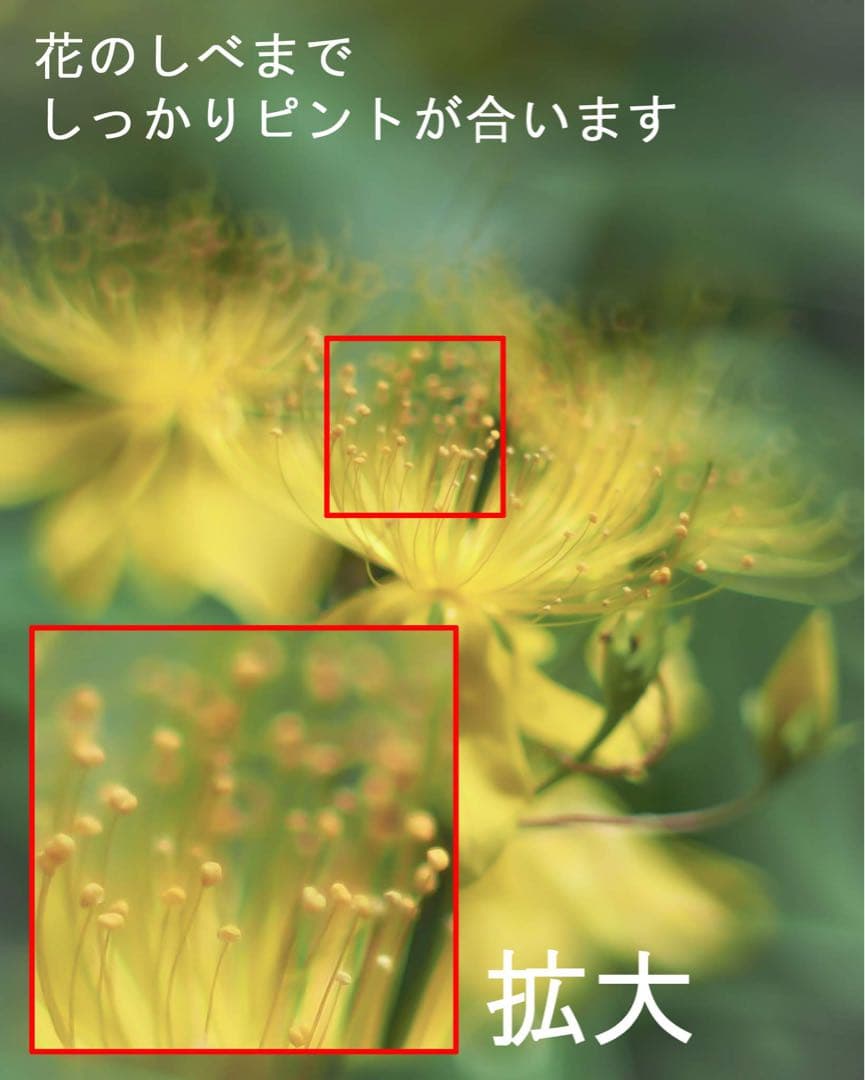 宝石レンズ_SMC_Takumar 55mm_f1.8_ax