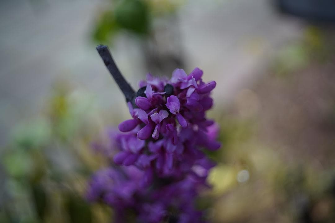 015_Boush&Lomb Baltar 35/2.3 バルターE-マウント改