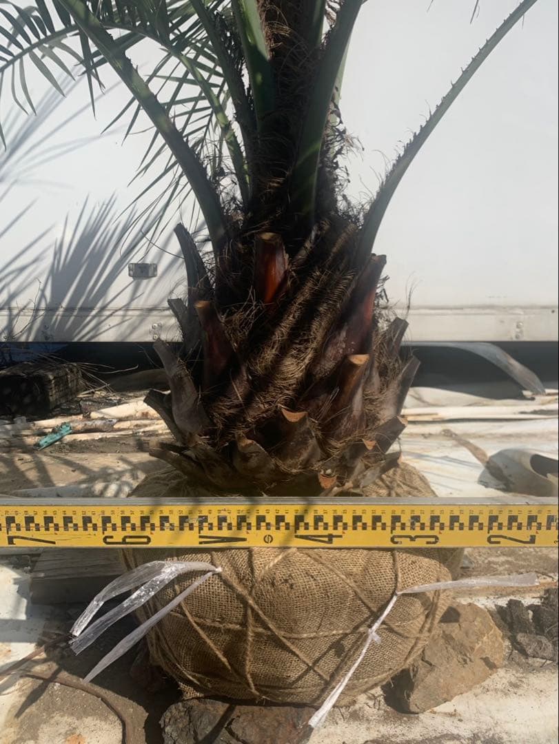 ココスヤシ　　白紐　２　　　引取限定