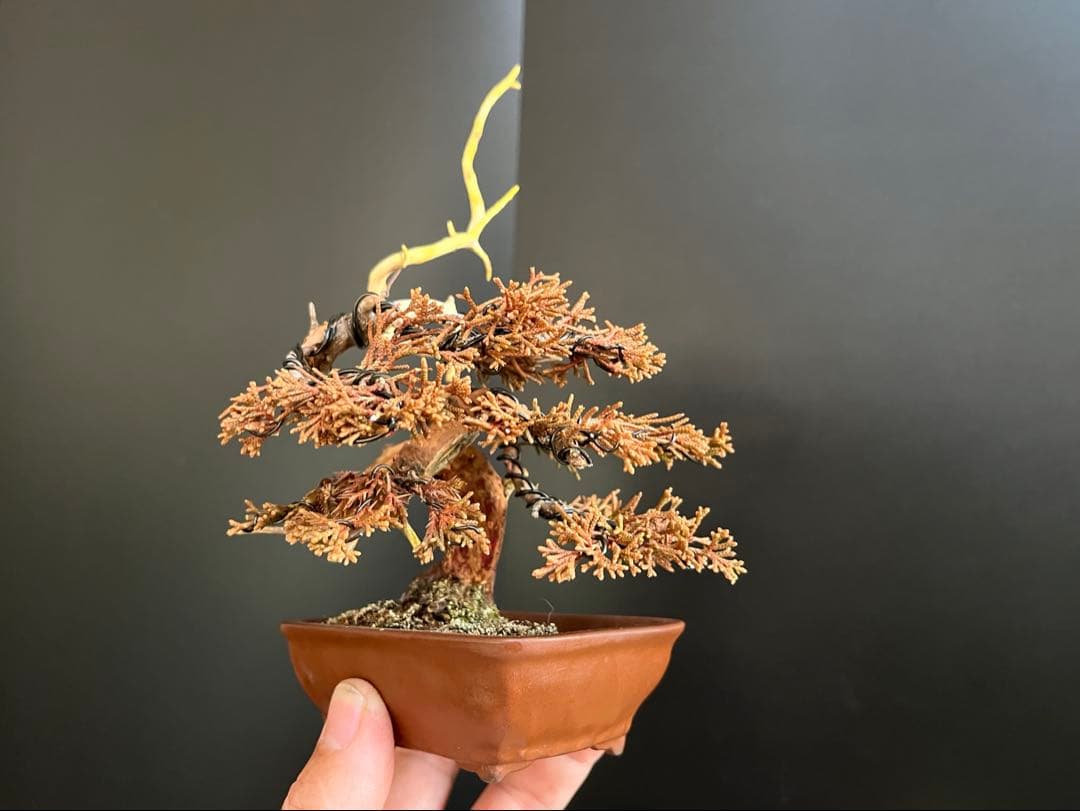 真柏盆栽　糸魚川真柏　ミニ真柏　捻転シャリ幹　樹高天ジン含まず9.5cm