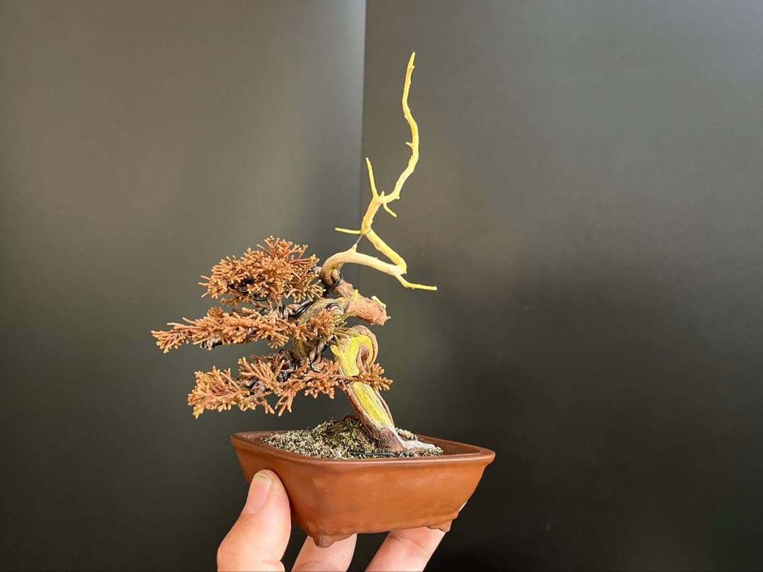 真柏盆栽　糸魚川真柏　ミニ真柏　捻転シャリ幹　樹高天ジン含まず9.5cm