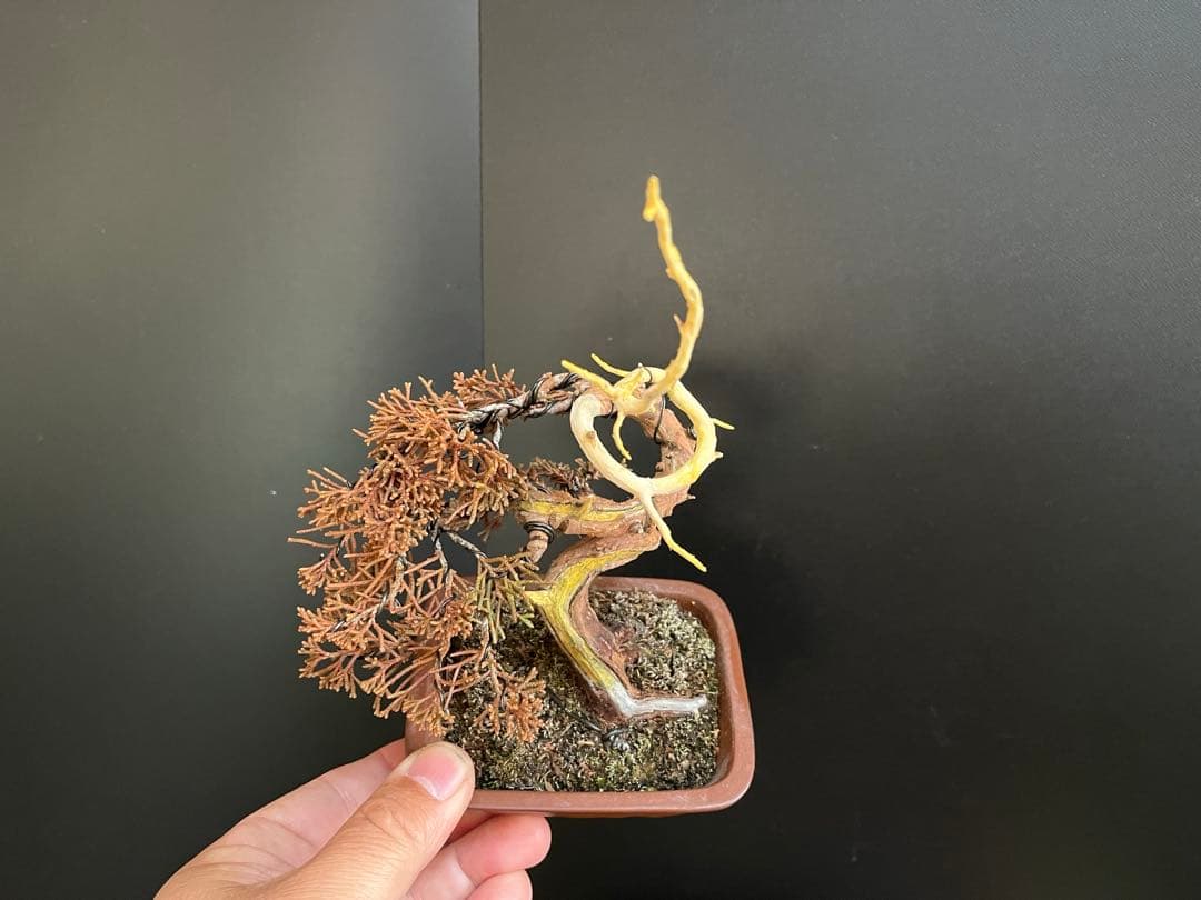 真柏盆栽　糸魚川真柏　ミニ真柏　捻転シャリ幹　樹高天ジン含まず9.5cm