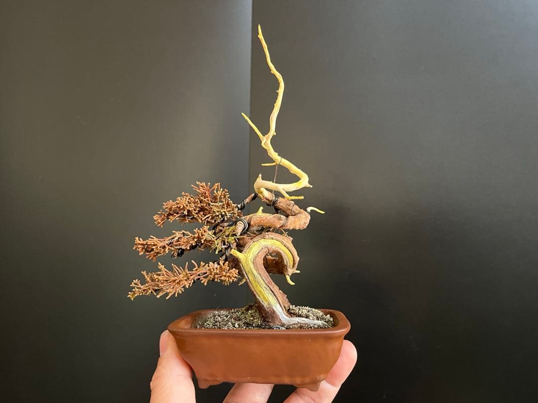 真柏盆栽　糸魚川真柏　ミニ真柏　捻転シャリ幹　樹高天ジン含まず9.5cm