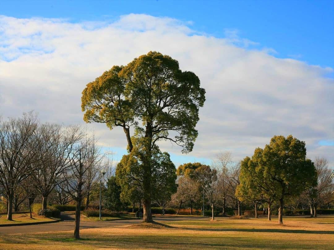 Canon EOS 5D初代 EF50mm F1.8 II付 美品