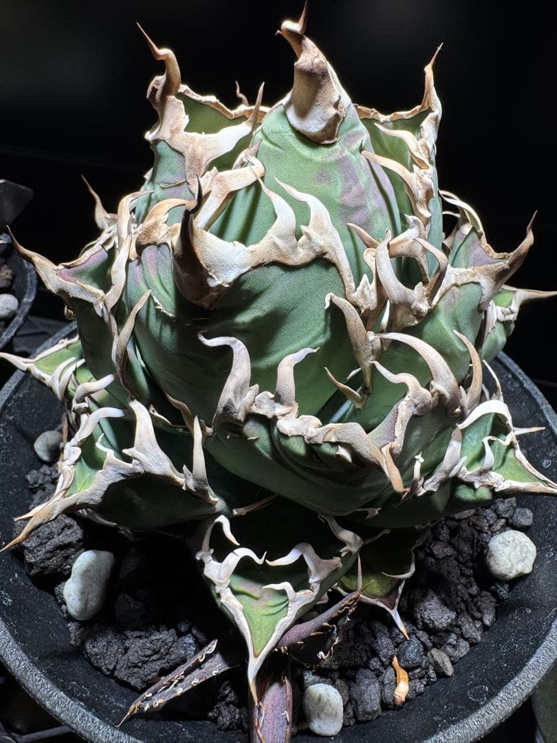 【断捨離】おまとめ品　アガベ　チタノタ　シーザー　ボール　大株