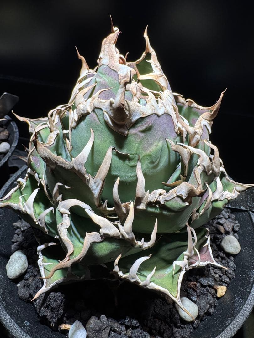 【断捨離】おまとめ品　アガベ　チタノタ　シーザー　ボール　大株