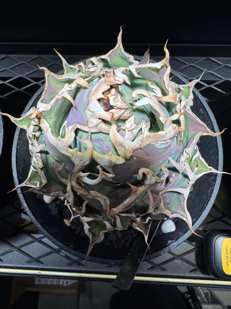 【断捨離】おまとめ品　アガベ　チタノタ　シーザー　ボール　大株