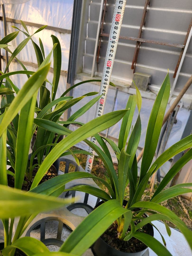 ミスマフェット。花芽1個。5鉢セット。蜜蜂誘引蘭。日本蜜蜂