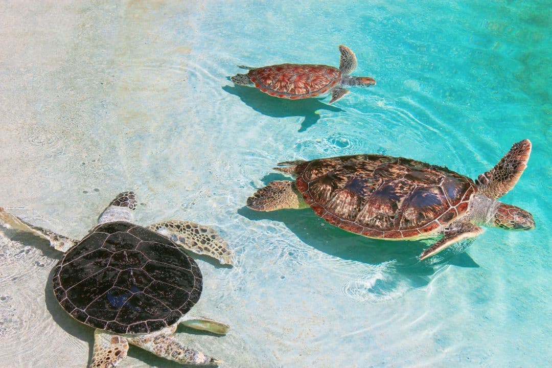 EOS Kiss X80 ズームレンズ2本セット