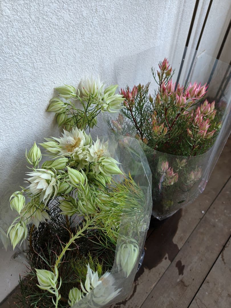 セルリア　セット