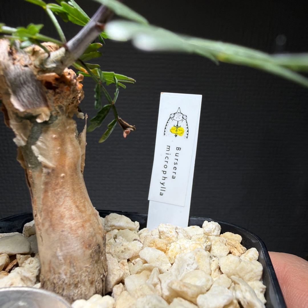 ブルセラ・ミクロフィラ　国内実生　タグ付き　作り込み株