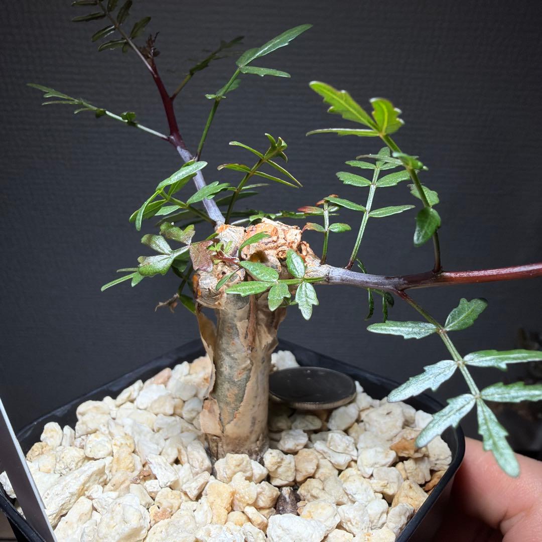 ブルセラ・ミクロフィラ　国内実生　タグ付き　作り込み株