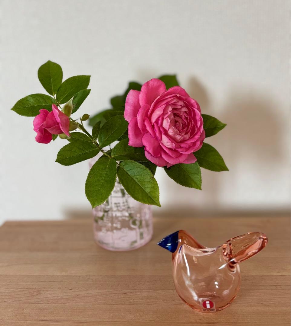 値下げいたしました！シエッポ50周年限定バード