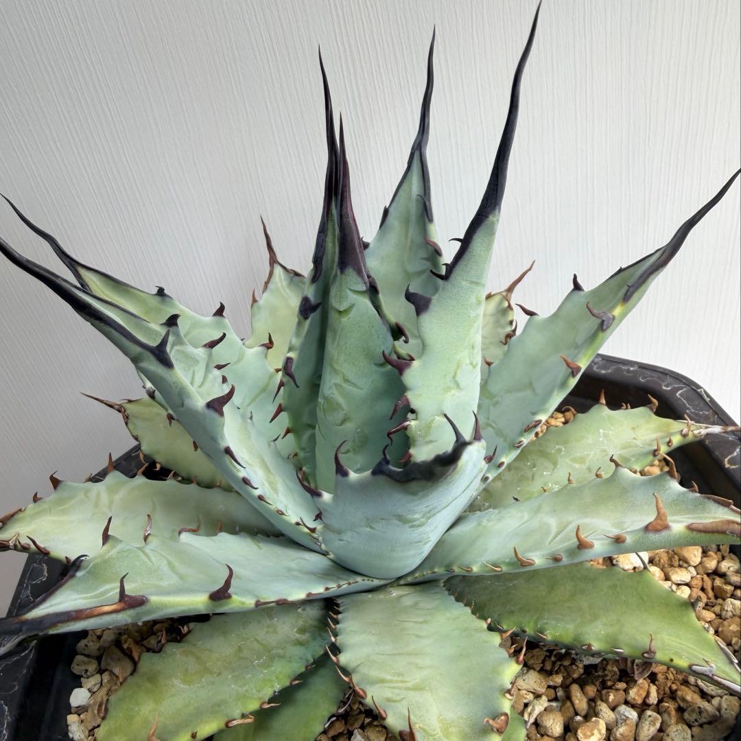 アガベ　ハイブリッド　 妖炎×武蔵厳龍　大株