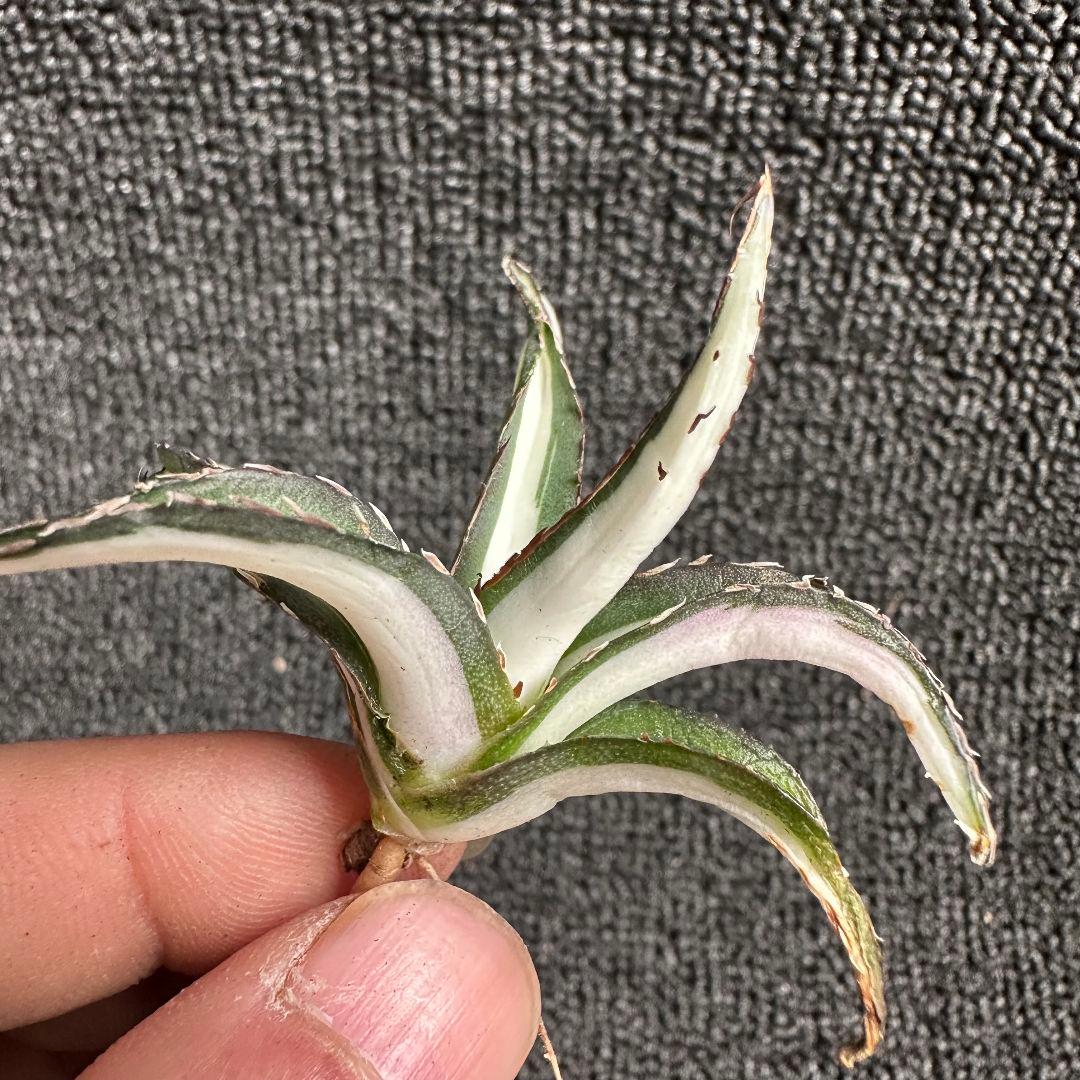 ぽ*こ様 2010アガベ チタノタ 丸叶氷山錦 白中斑 極上中小株 5株セット