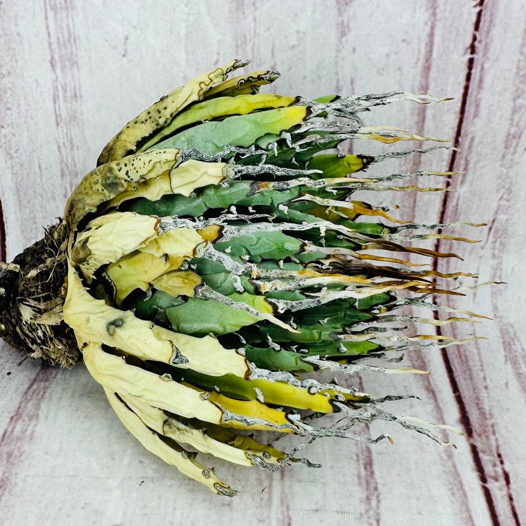 138 アガベ ユタエンシス エボリスピナ 陽炎