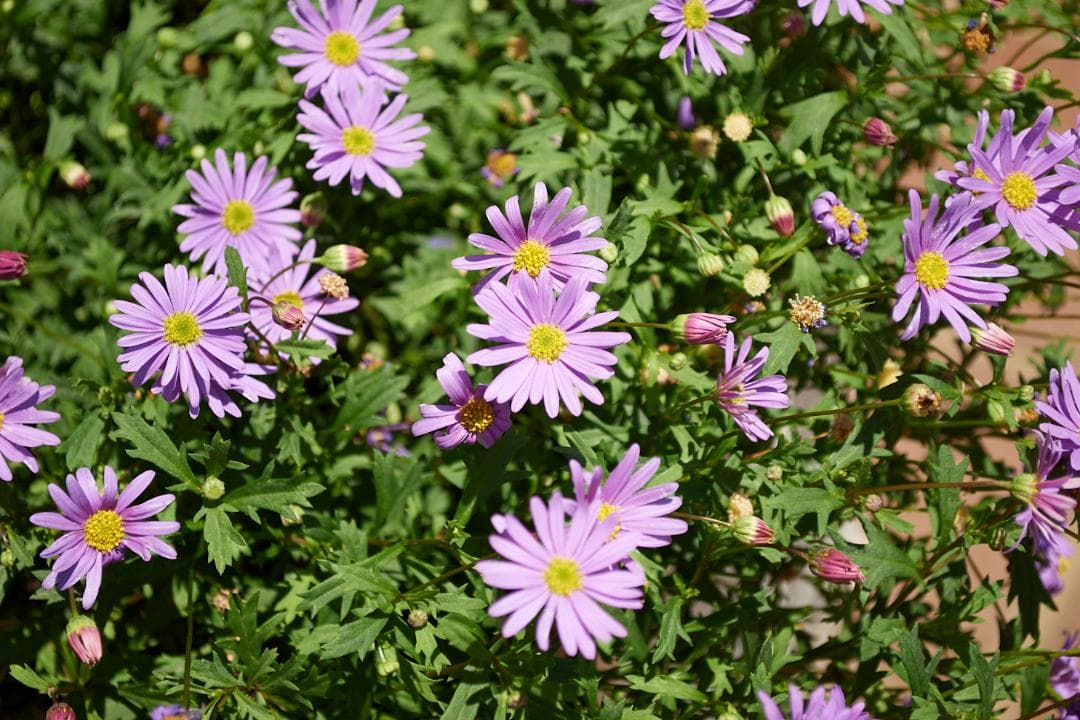 レンズ(ズーム) Nikon AF-S DX 18-55 f3.5-5.6G VR #L96