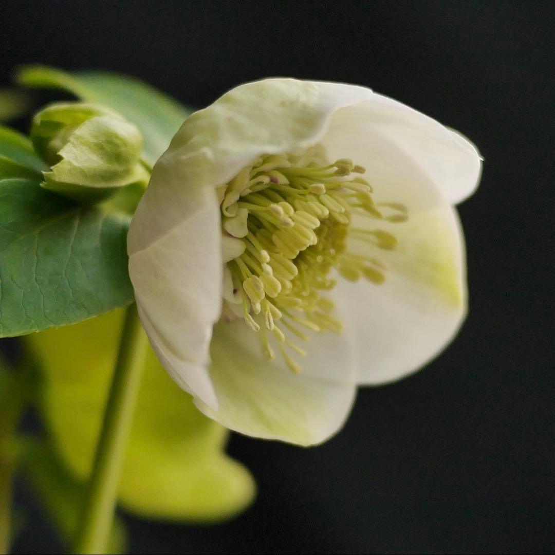 11335 深カップ縦ネク　ホワイトセミダブル　クリスマスローズ　開花株