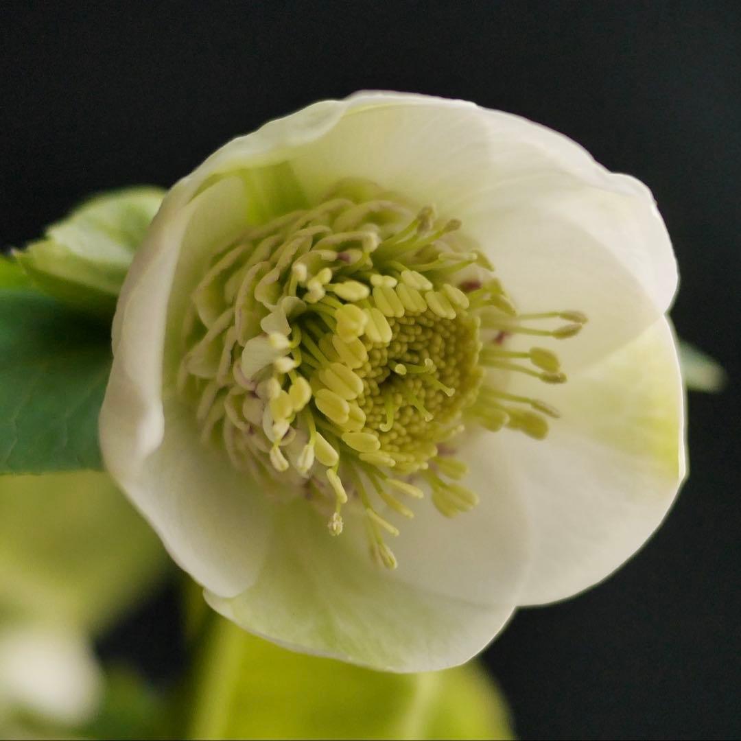 11335 深カップ縦ネク　ホワイトセミダブル　クリスマスローズ　開花株