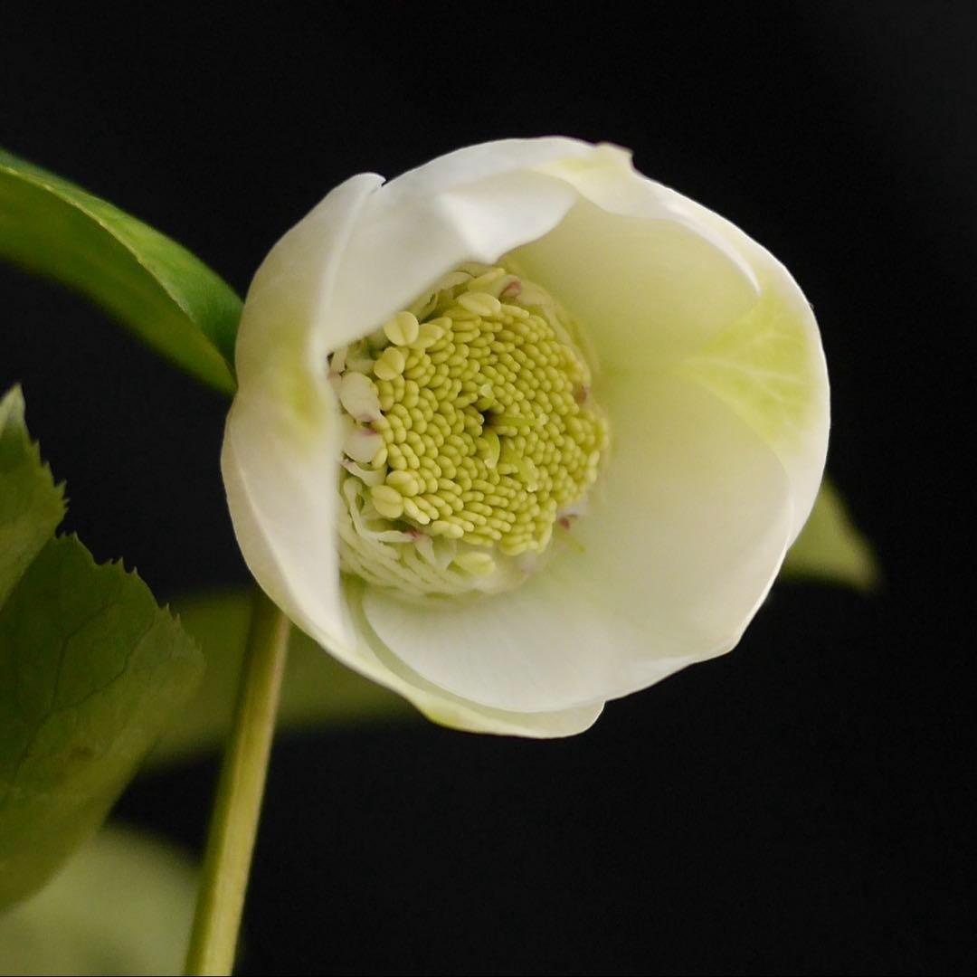 11335 深カップ縦ネク　ホワイトセミダブル　クリスマスローズ　開花株