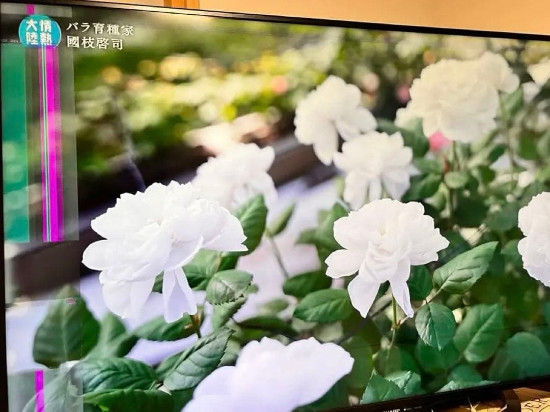 Osushi 【ジャンク品】SHARP　AQUOS　LC-50U45