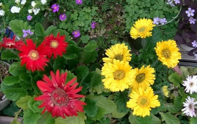 JVC ビデオカメラ GZ-HM177-S ACアダプター付 中古品 動作確認済