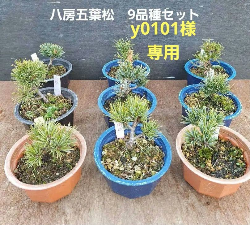 【専用商品】八房五葉松　9鉢セット