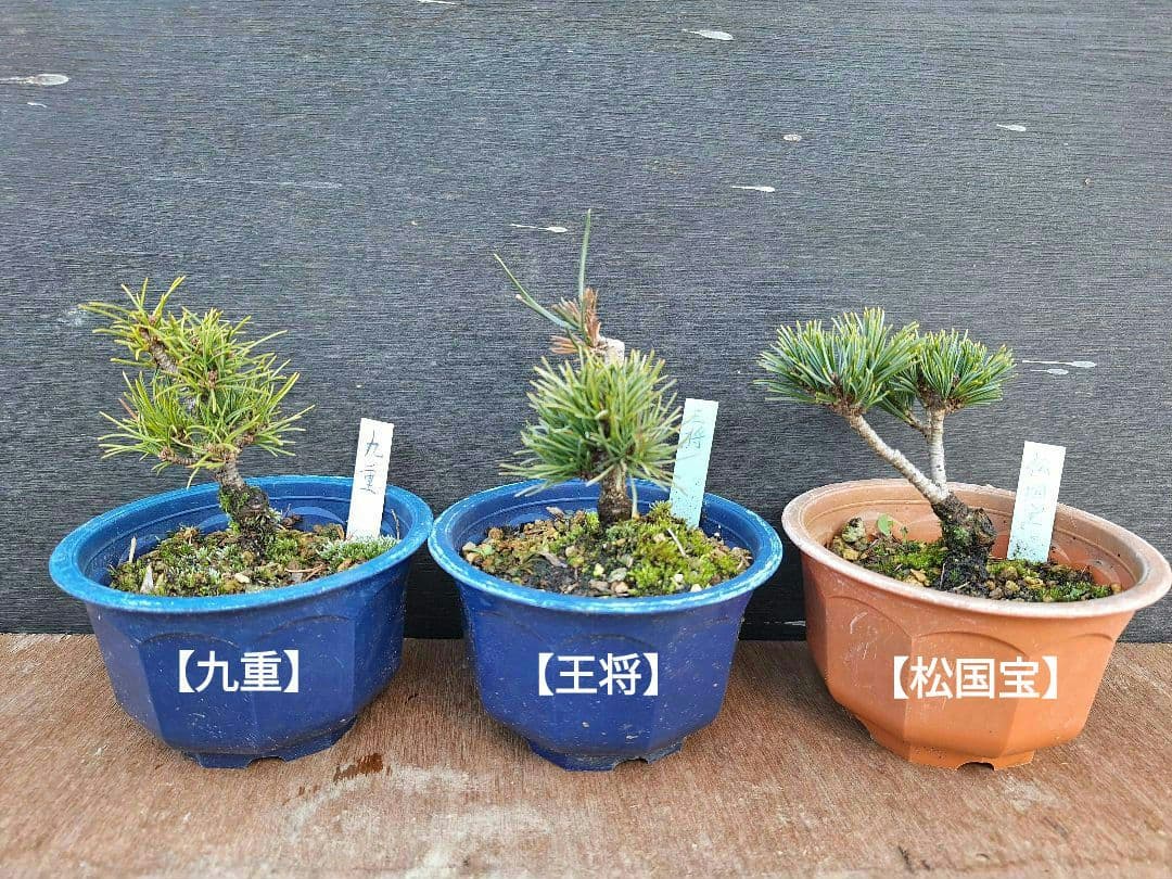 【専用商品】八房五葉松　9鉢セット