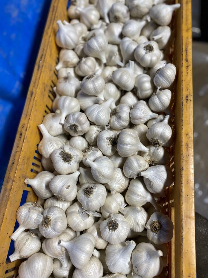 専用出品Mサイズ Lサイズ混ざり