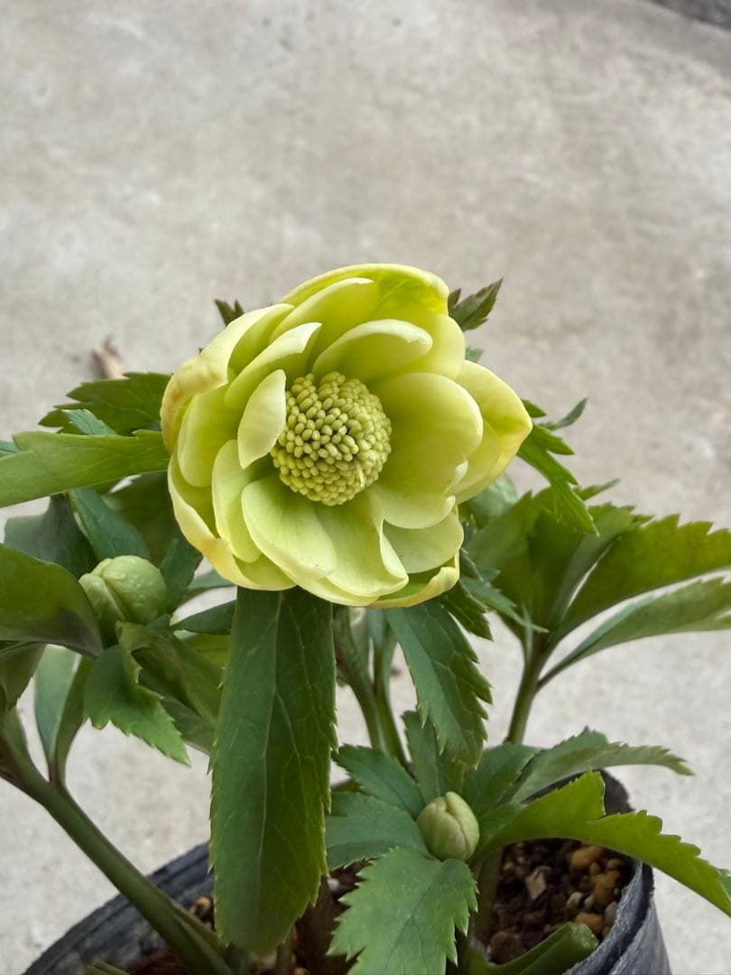 010 クリスマスローズ　開花株　dd小輪ライムグリーン