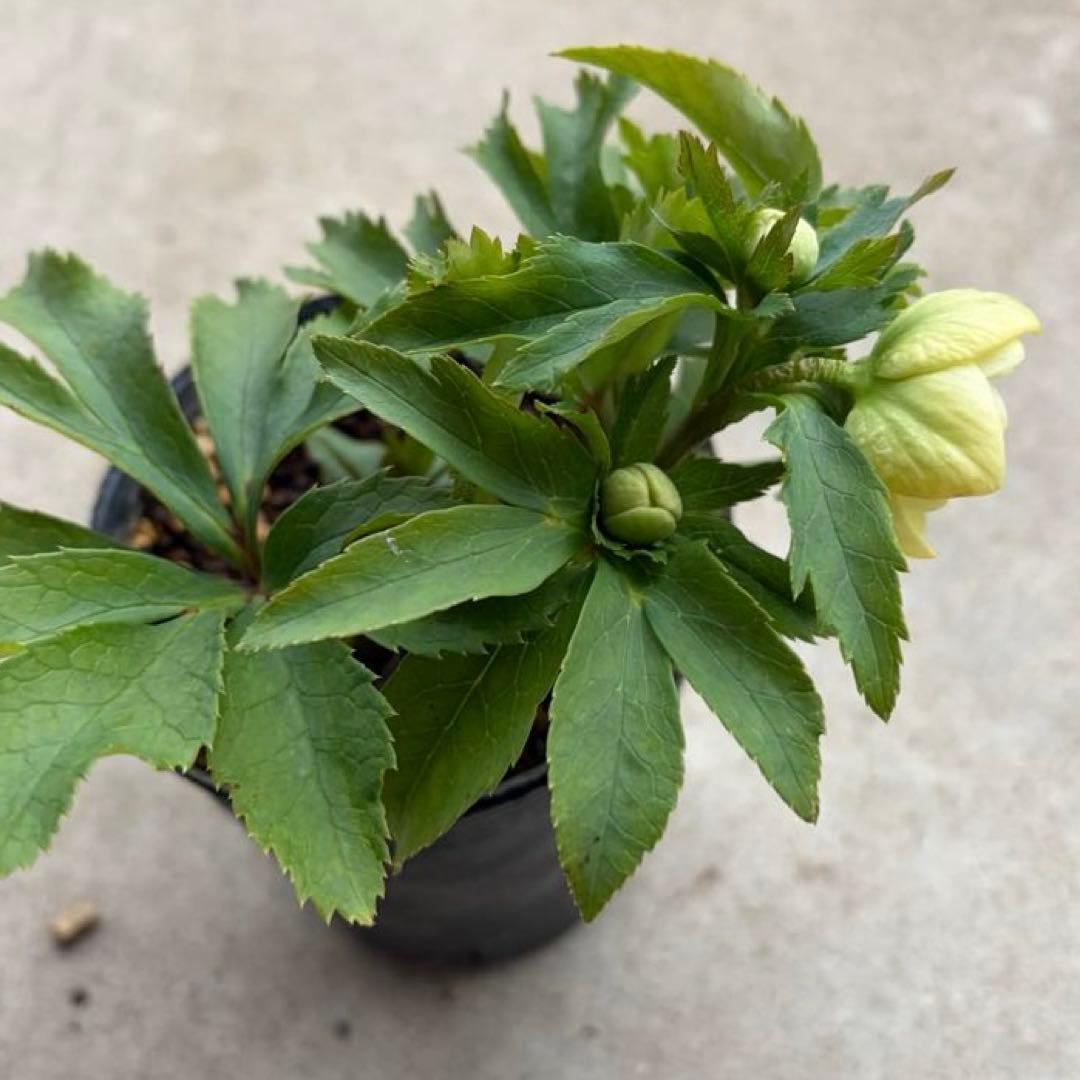 010 クリスマスローズ　開花株　dd小輪ライムグリーン