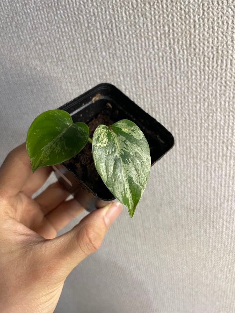 ト*ヲ様 モンステラ　デリシオーサ　バルバソー