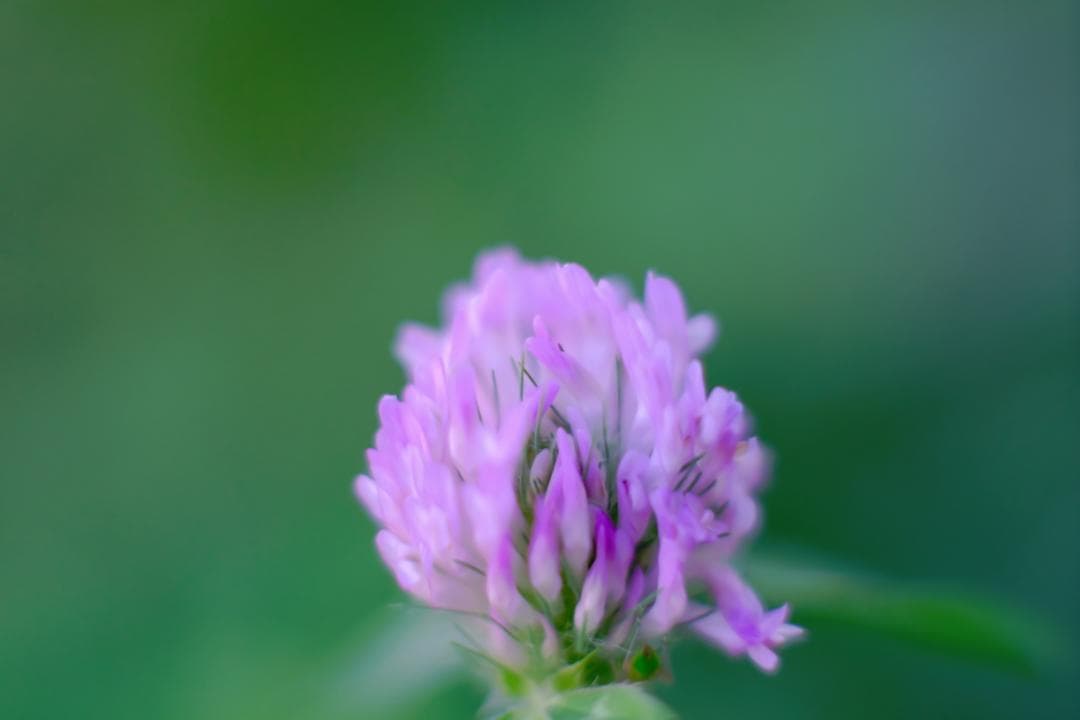 Nikon NIKKOR 50mm F1.4（非Ai）単焦点マニュアルフォーカス