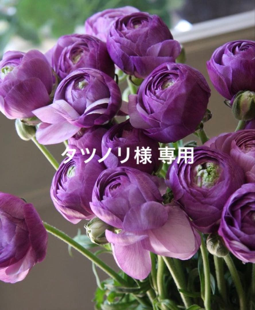 専用 サルート 旧20G D75/M ムーランルージュ RE