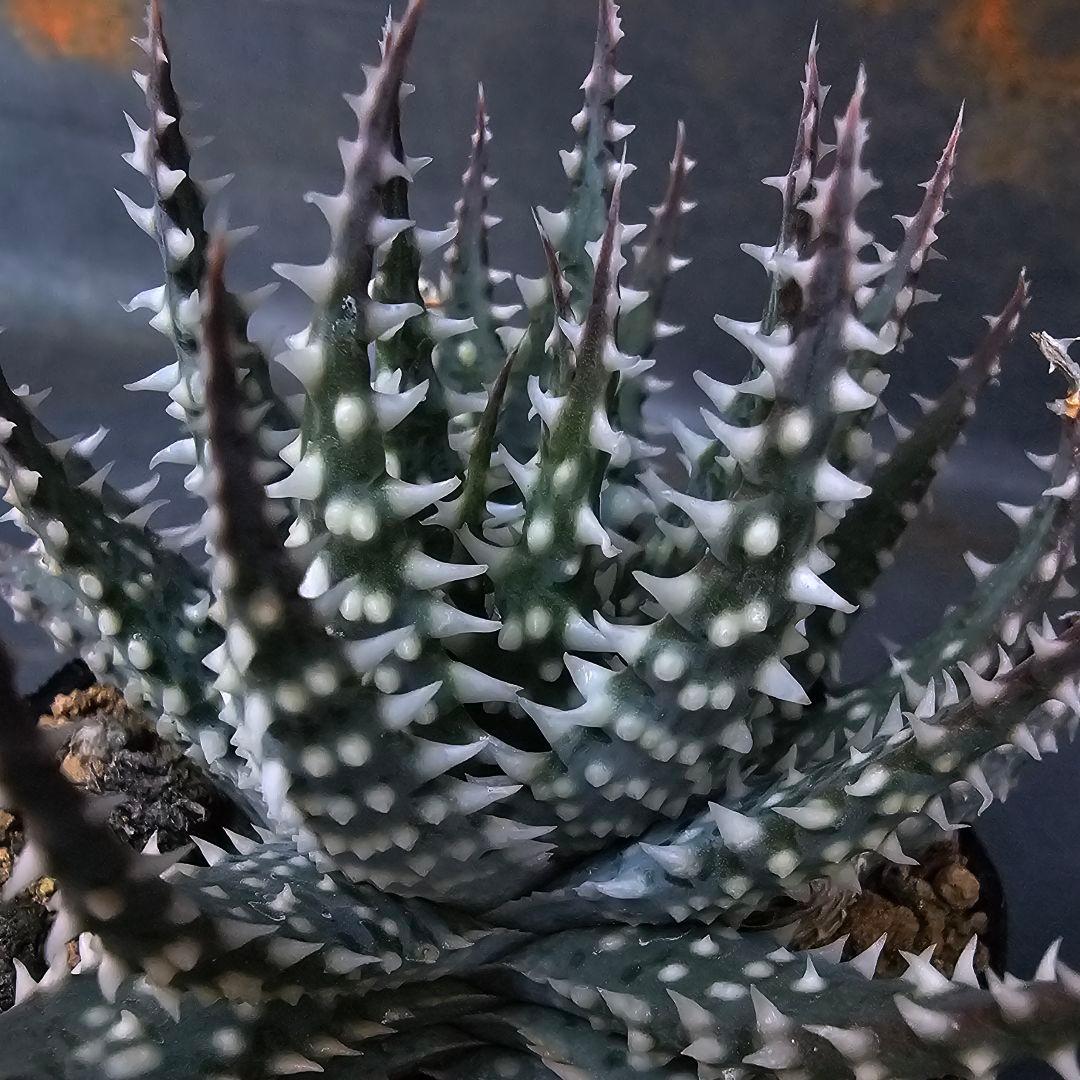 メルカリ便発送☆多肉植物 アロエ属 プラテンシス(実生選抜S4のカキコ苗)