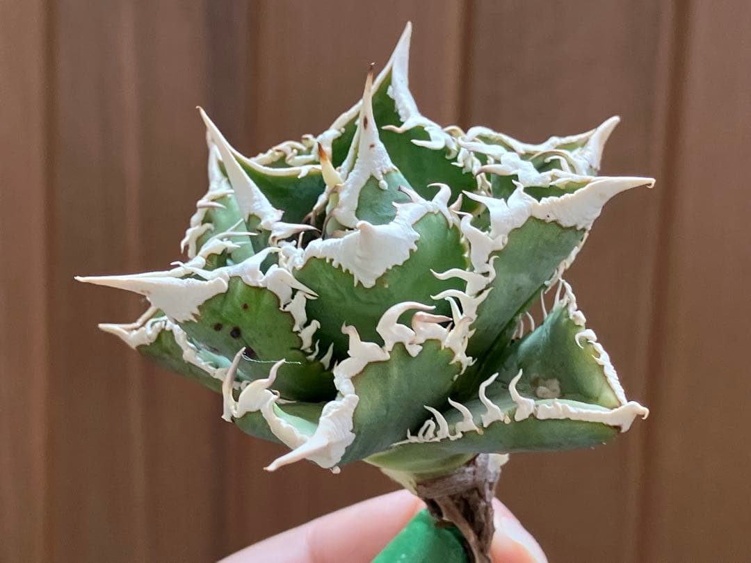 H*C様 【オークション】①選抜　特選　太棘 アガべ　チタノタ　白豪刺　TC 上